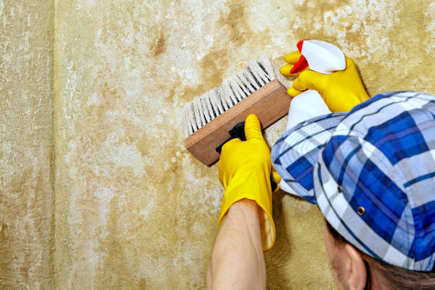 Hilton Head Island, SC Mold Removal Company